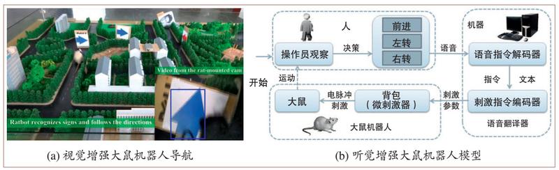 图6　视听觉增强大鼠机器人